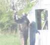 paintball0880_small.jpg