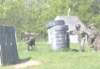 paintball0886_small.jpg