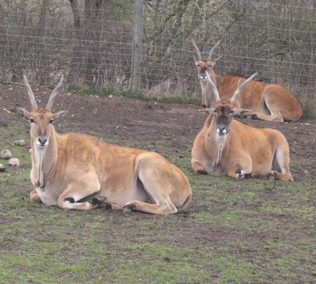 ebeltoft_safari14.jpg