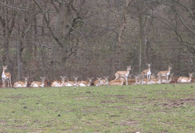 ebeltoft_safari15.jpg