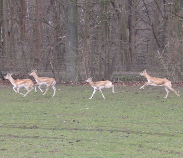 ebeltoft_safari16.jpg