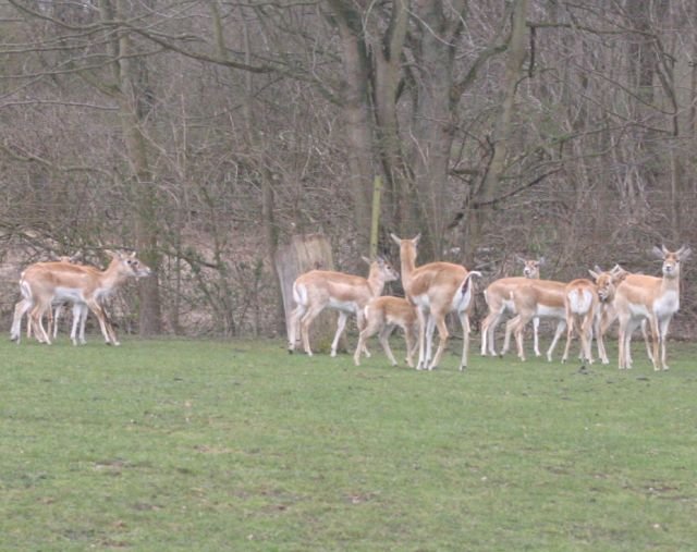 ebeltoft_safari17.jpg