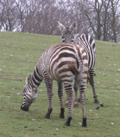 ebeltoft_safari18.jpg