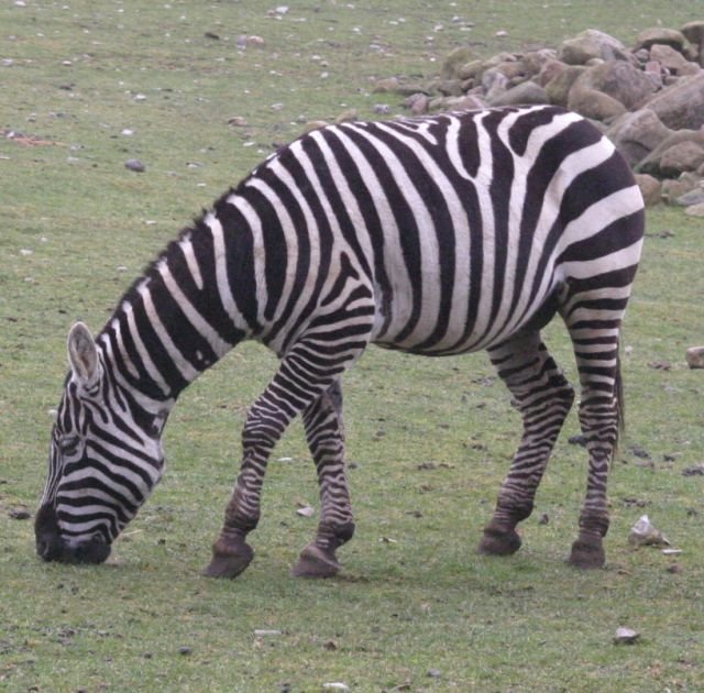 ebeltoft_safari19.jpg