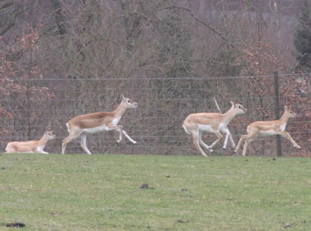 ebeltoft_safari22.jpg