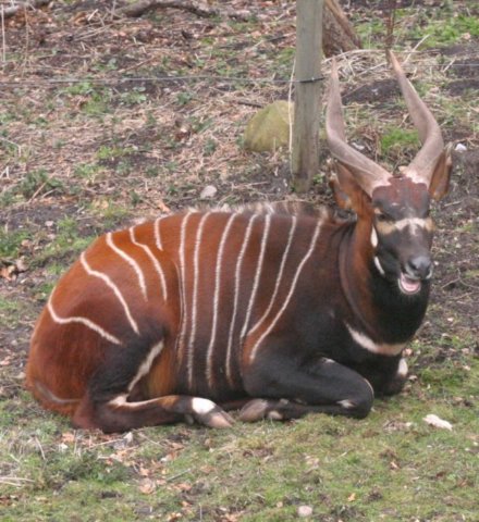 ebeltoft_safari33.jpg