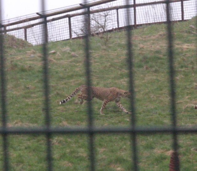 ebeltoft_safari37.jpg