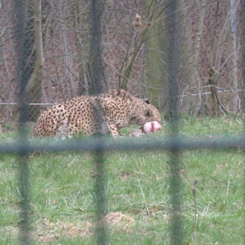 ebeltoft_safari44.jpg