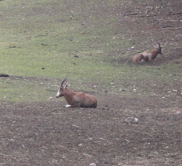 ebeltoft_safari46.jpg