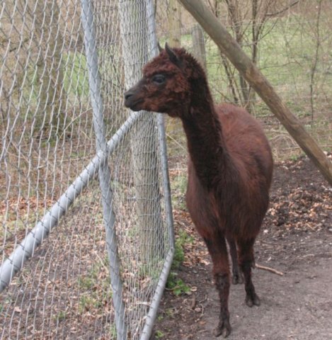 ebeltoft_safari54.jpg