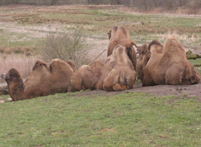 ebeltoft_safari58.jpg