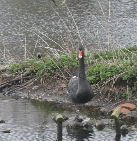 ebeltoft_safari6.jpg