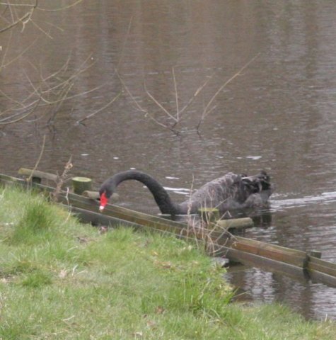 ebeltoft_safari65.jpg