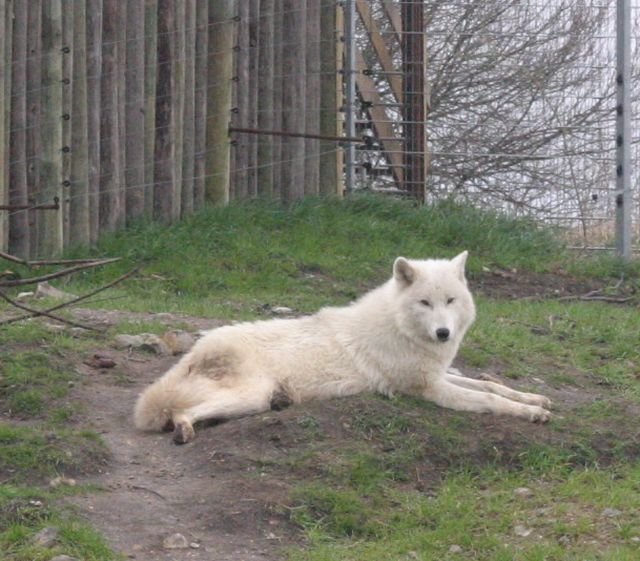 ebeltoft_safari68.jpg