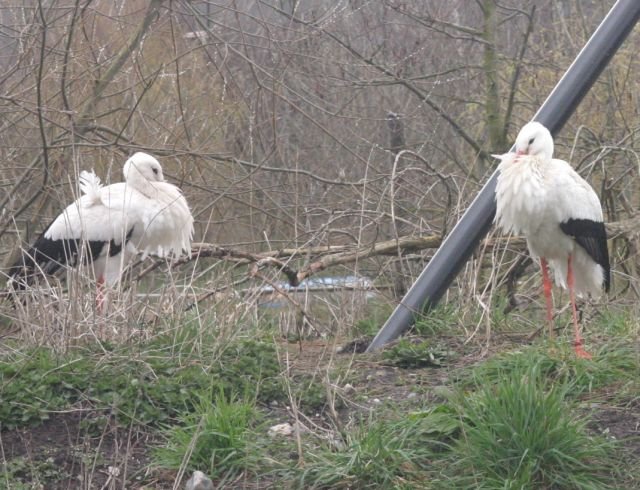 ebeltoft_safari7.jpg