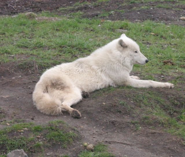 ebeltoft_safari70.jpg