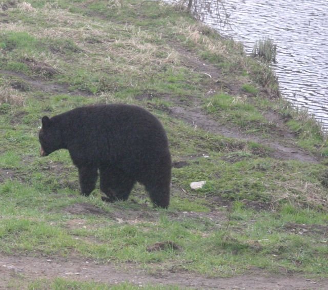 ebeltoft_safari72.jpg