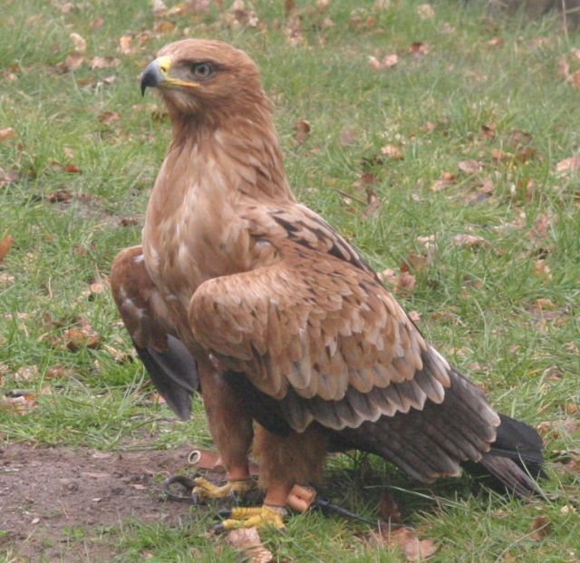 ebeltoft_safari89.jpg