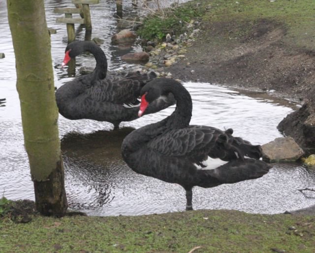 ebeltoft_safari93.jpg