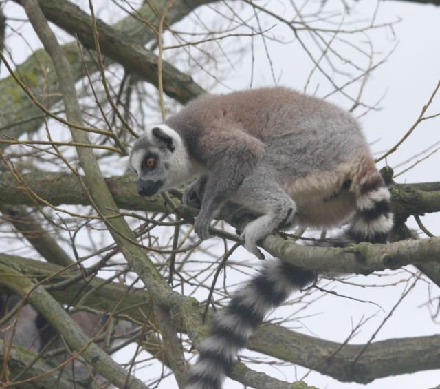 ebeltoft_safari95.jpg