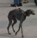 hund17_small.jpg