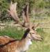 skandinaviskdyrepark0715_small.jpg