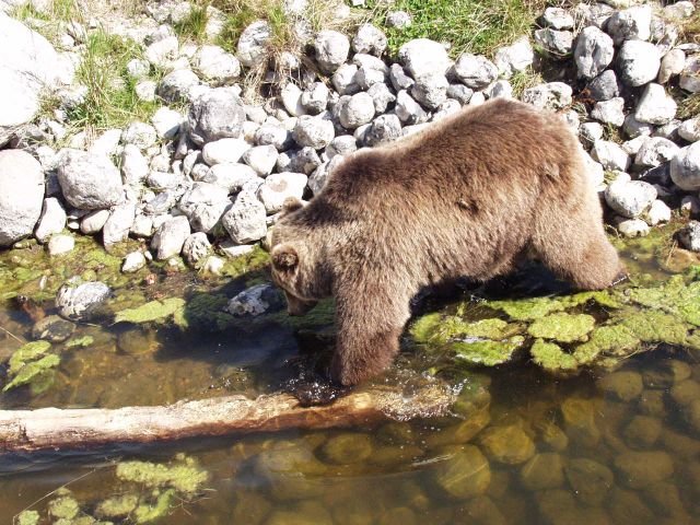 skandinaviskdyrepark0733.jpg