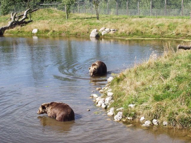 skandinaviskdyrepark0742.jpg