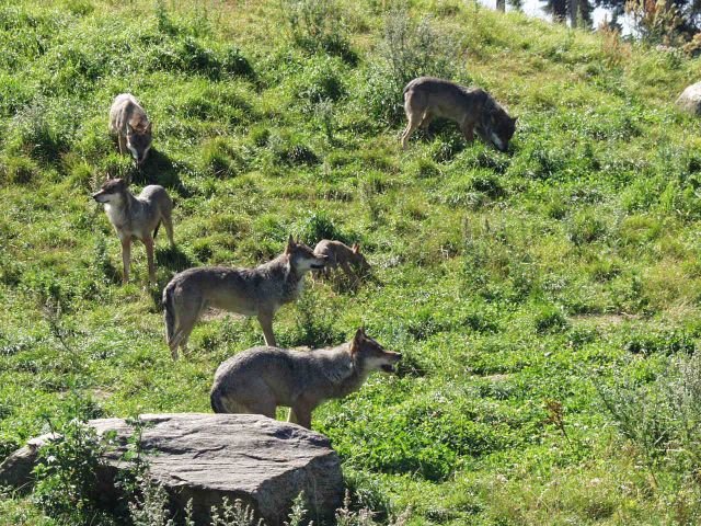 skandinaviskdyrepark0752.jpg