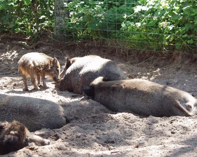 skandinaviskdyrepark0759.jpg