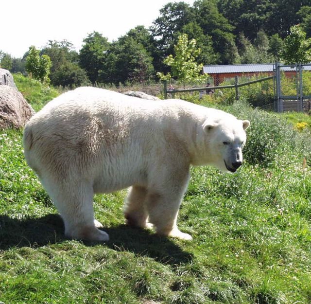 skandinaviskdyrepark0770.jpg