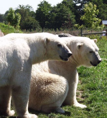 skandinaviskdyrepark0772.jpg